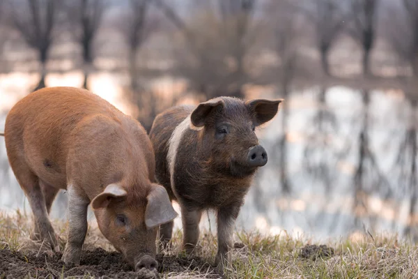 Two mangulista pigs on the field — Stock Image Two mangulista pigs on the field Stock Picture