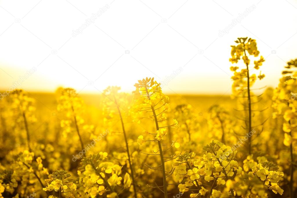 Blooming rapeseed field at sunset