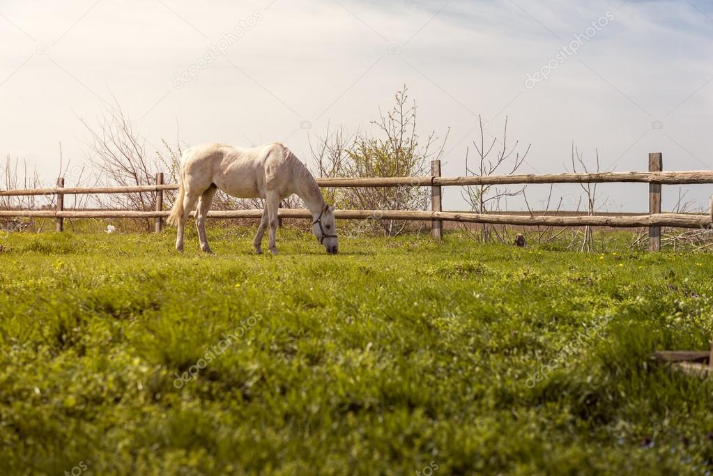 Domestic horse grazing on pasture at sunset