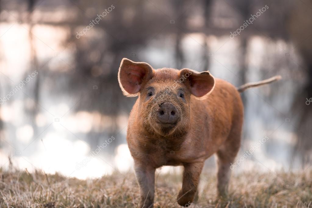 Cute mangalitsa pig