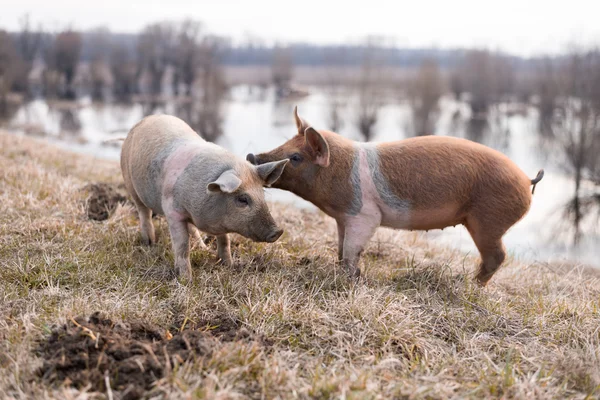 Two young mangulitsa pigs having fun — Stok fotoğraf