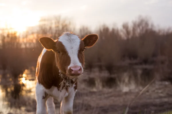 Cielca krowa patrząc na kamery — Zdjęcie stockowe