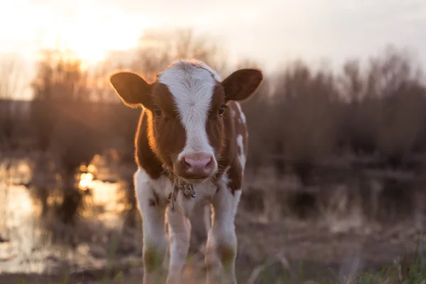 Vaca bezerro olhando para a câmera — Fotografia de Stock