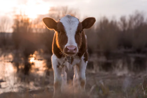 Vaca bezerro olhando para a câmera ao pôr do sol — Fotografia de Stock