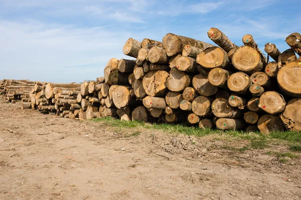 Chopped tree logs — Stock Photo, Image