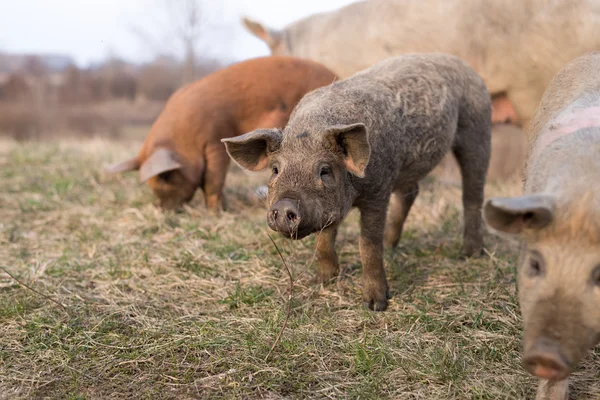 Three young mangulitsa pigs in a row — Stock Image Three young mangulitsa pigs in a row Stock Photo