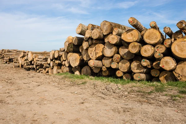 Chopped tree logs — Stock Image Chopped tree logs Stock Image