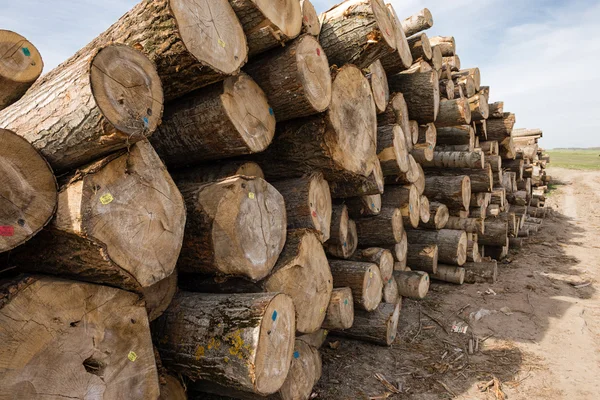 Chopped tree logs — Stock Image Chopped tree logs Stock Picture