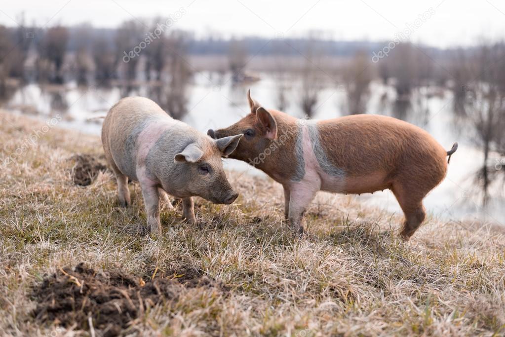 Two young mangulitsa pigs having fun