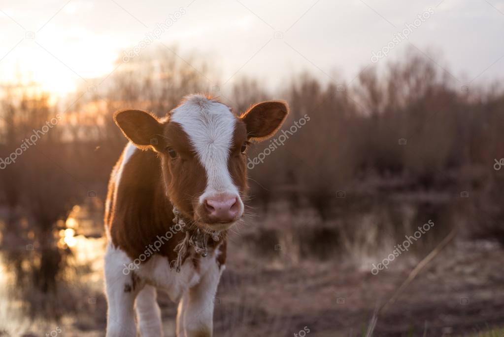 Calf cow looking at the camera