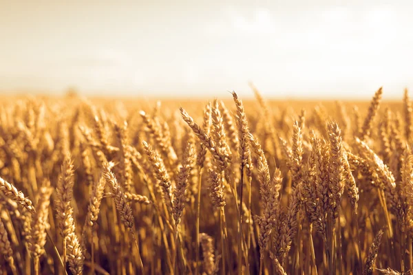 Campo de trigo — Fotografia de Stock