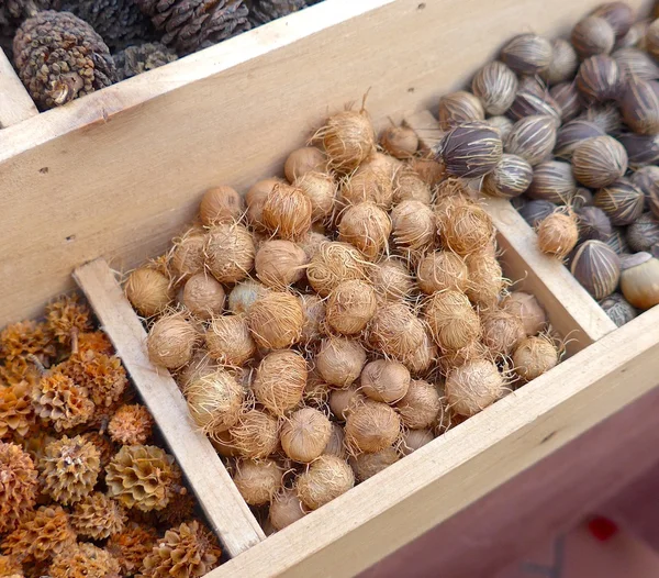 Various of tree seeds closeup at store — Stock Photo, Image