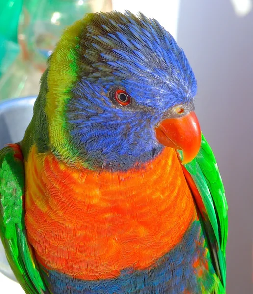 El Lori arco iris de cerca en casa — Foto de Stock