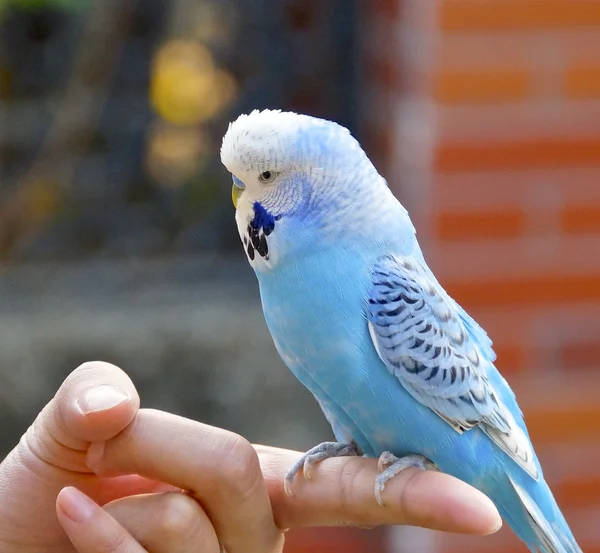 インコの表示を閉じる — ストック写真