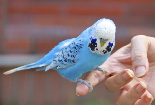 The close view of parakeet — Stock Photo, Image