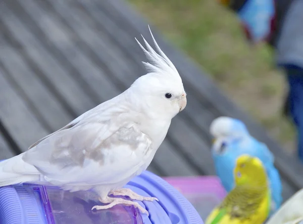 Nära beskåda av undulat — Stockfoto