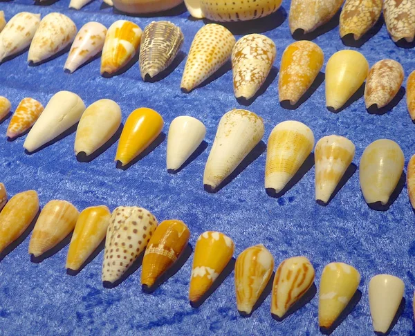 Sea shells closeup on exhibition hall — Stock Photo, Image