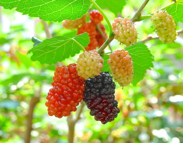 Mûrier frais gros plan sur l'arbre — Photo