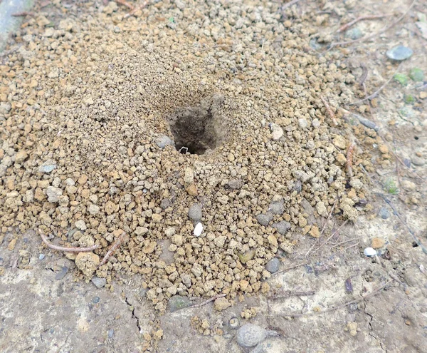 La vue rapprochée du terrier à fourmis — Photo