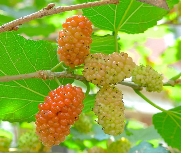 Friske mulberry closeup på træet - Stock-foto