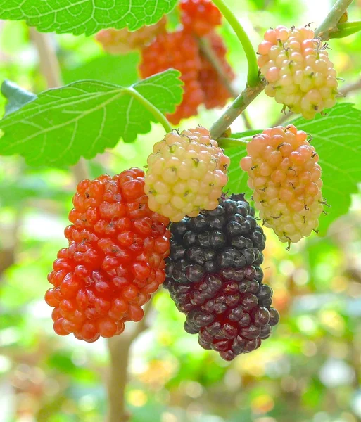 Friske mulberry closeup på træet - Stock-foto