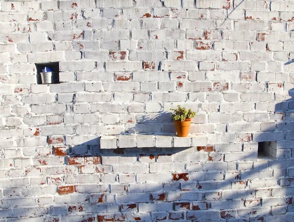 Primo piano in vaso di fiori sulla parete vintage al tramonto — Foto Stock