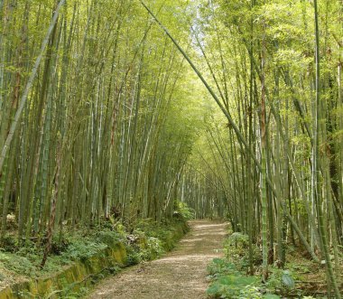 Yeşil Bambu orman Tayvan