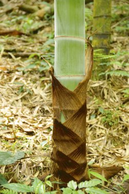 Yeşil Bambu orman Tayvan