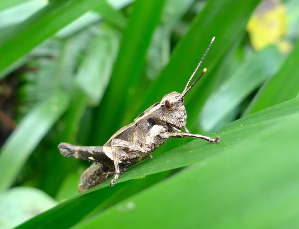 The close up of a grasshopper on leaf — Stock Photo, Image