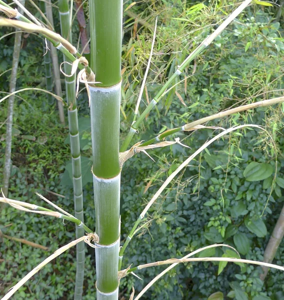 Zelené bambusové lesy v Tchaj-wanu — Stock fotografie