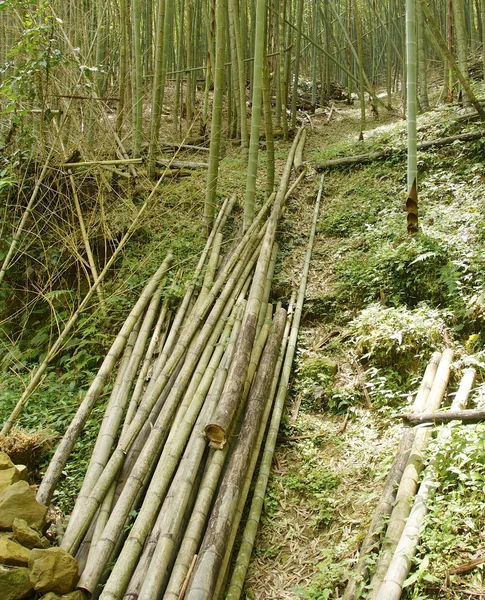 Bosque de bambú verde en Taiwán — Foto de Stock