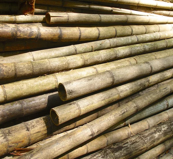 Зеленый бамбуковый лес в центре Тайваня — стоковое фото