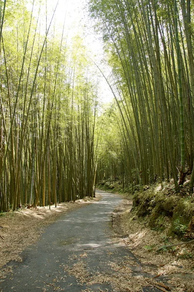 Foresta di bambù verde a Taiwan — Foto Stock