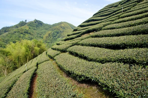 Teplantasjen på gården i Taiwan. – stockfoto