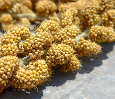 Yöresel Tayvan için darı bitkileri