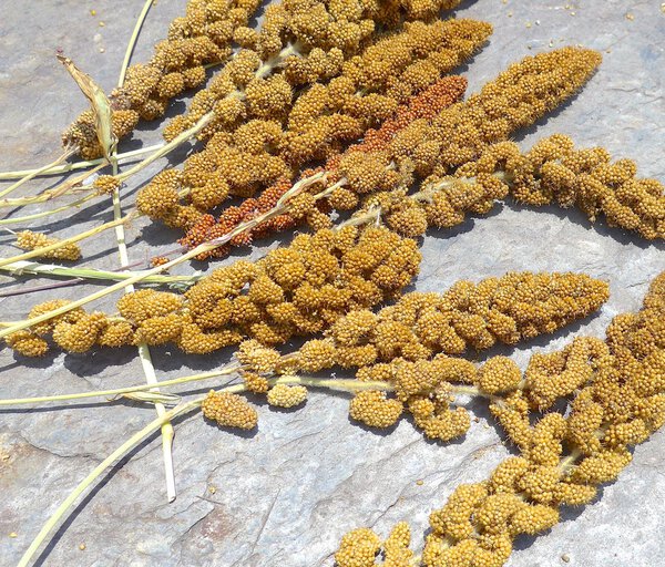 Кабачок проса для аббатинов на Тайване
