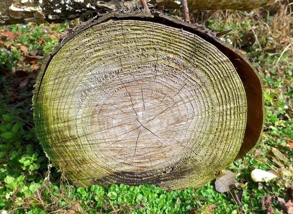 Jahresringe am Baumstamm im Wald — Stockfoto