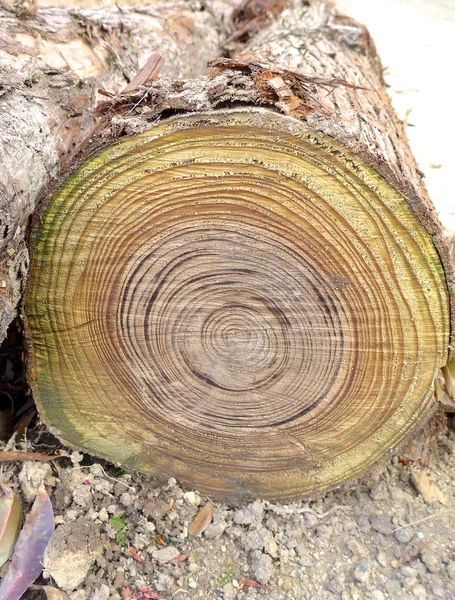 Anillos anuales de primer plano en el tronco del árbol en el bosque —  Fotos de Stock