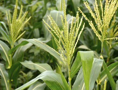 Mısır saplarını alan