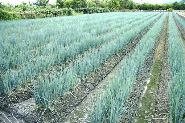 Primavera cebolla primer plano en el campo — Foto de Stock