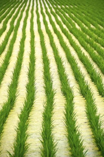 동부 쪽 대만에서 쌀 필드 — 스톡 사진