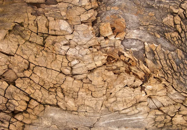 Casca de árvore desgastada com fissuras — Fotografia de Stock