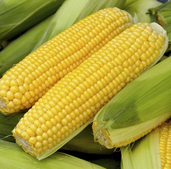 The crops of corn — Stock Photo, Image