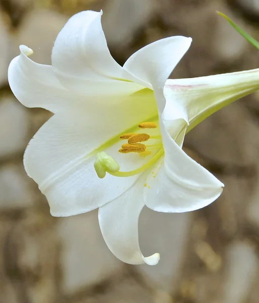 ユリの花は池クローズ アップ — ストック写真