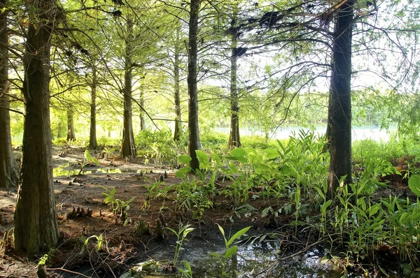 Foreste e fiumi di Pristine — Foto Stock