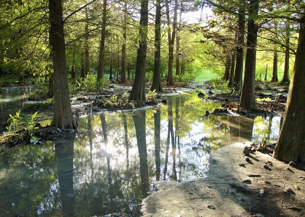 Foreste e fiumi di Pristine — Foto Stock