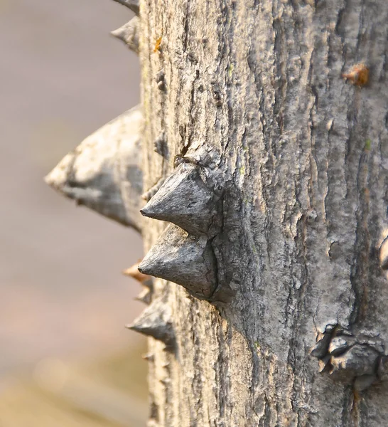 La vista ravvicinata dell'albero di seta filo interdentale — Foto Stock