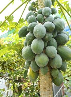 Papaya ağaç meyve dolu closeup