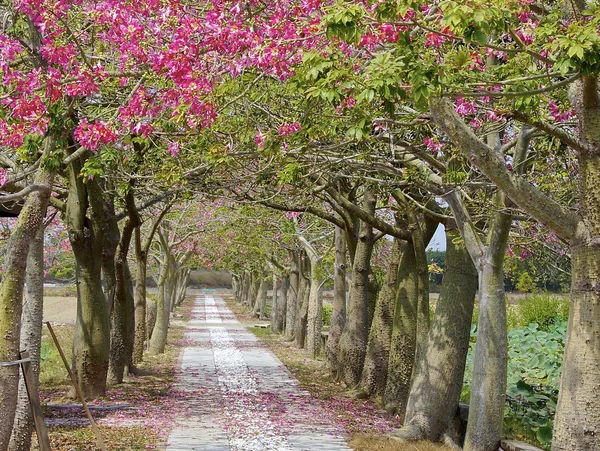 A paisagem rural close-up — Fotografia de Stock