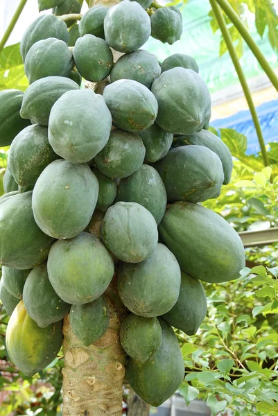 Zbliżenie papaya drzewo z dużą ilością owoców — Zdjęcie stockowe